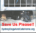 AhCat professional dog walker and pet sitter - proud supporter of Sydney Dogs & Cats Home