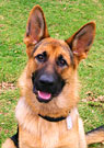 Rover. Dog Day Carer and Exerciser.