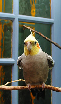 birdy. Book Now For Your Next Holiday!