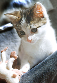 AhCat provides pet boarding kennel alternative. Loads of love and care to your Pets GUARANTEED