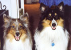 Hunter + Nicky. AhCat pet minder and dog walker.