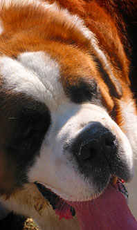 St Bernard. Book Now to Experience Exceptional Pet Services.